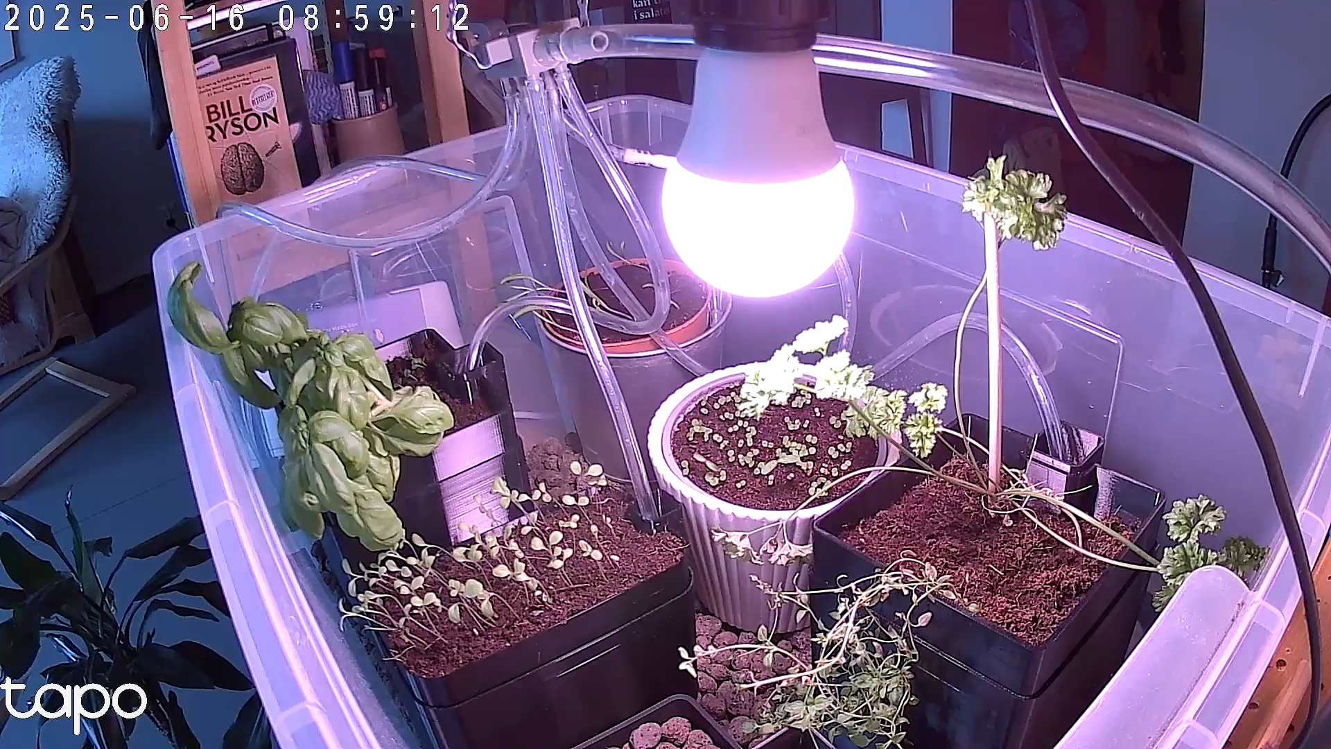 Timelapse image