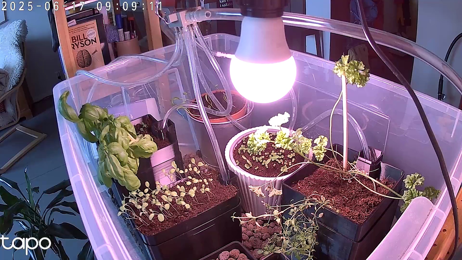 Timelapse image