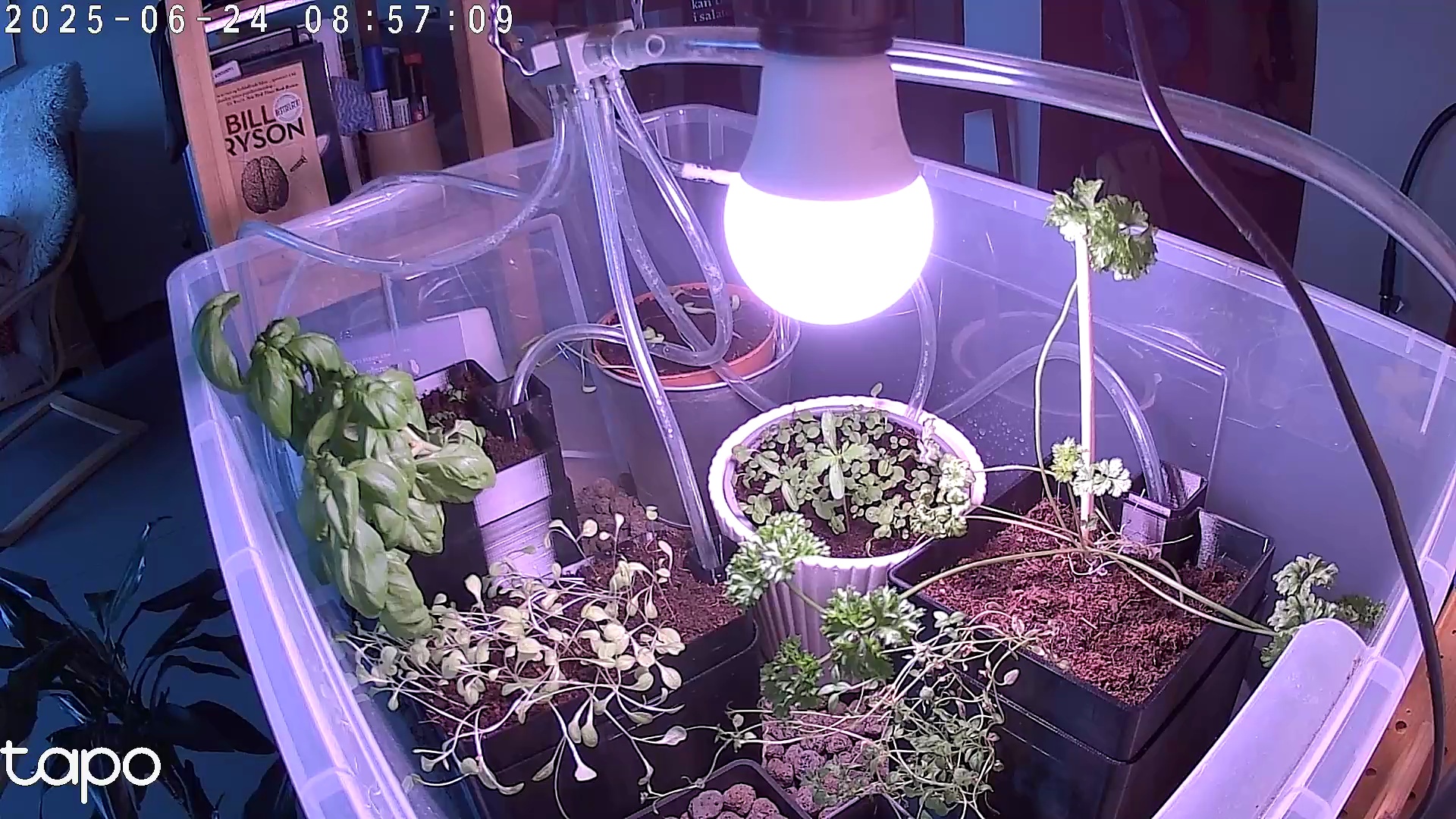 Timelapse image