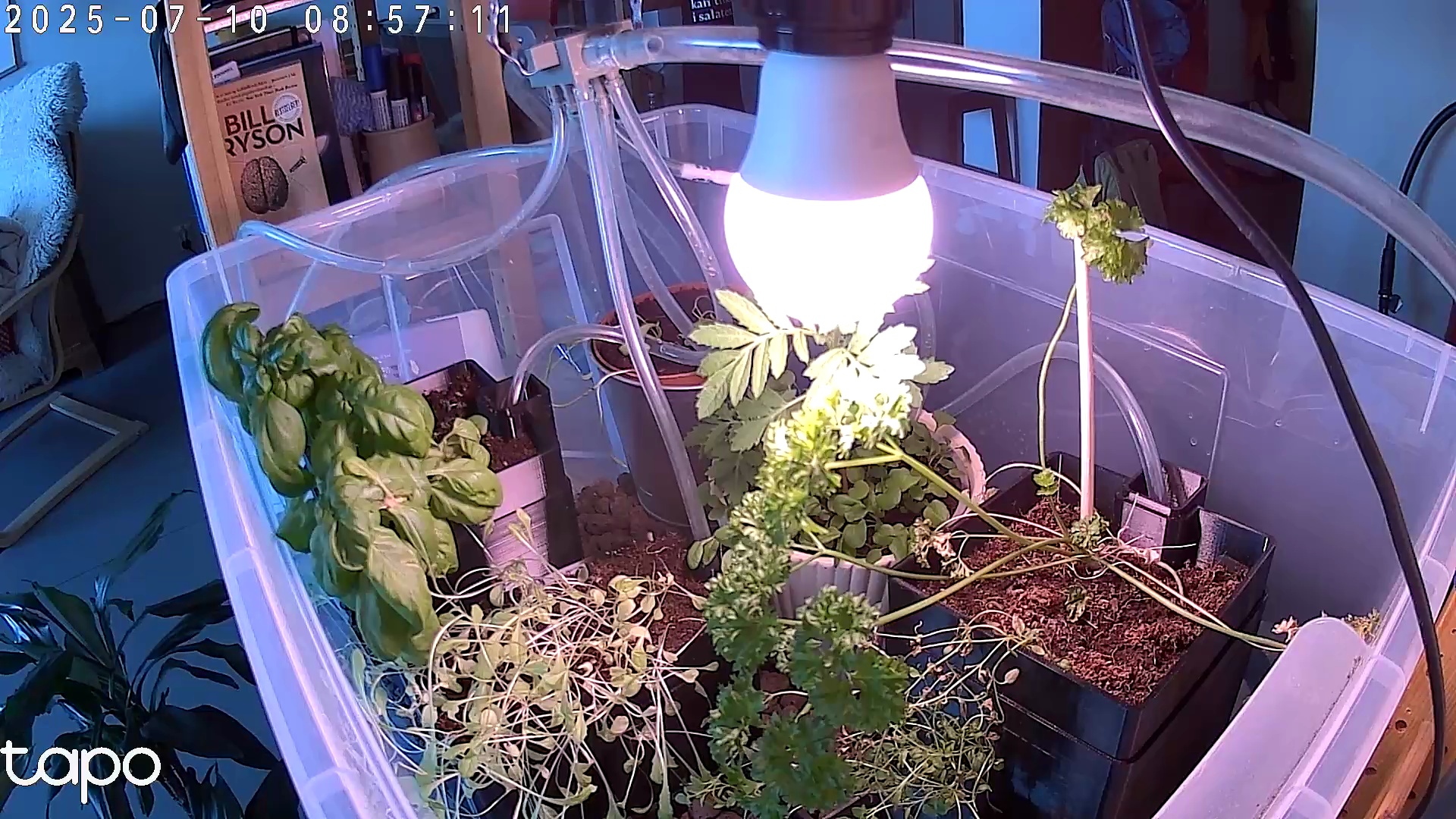 Timelapse image