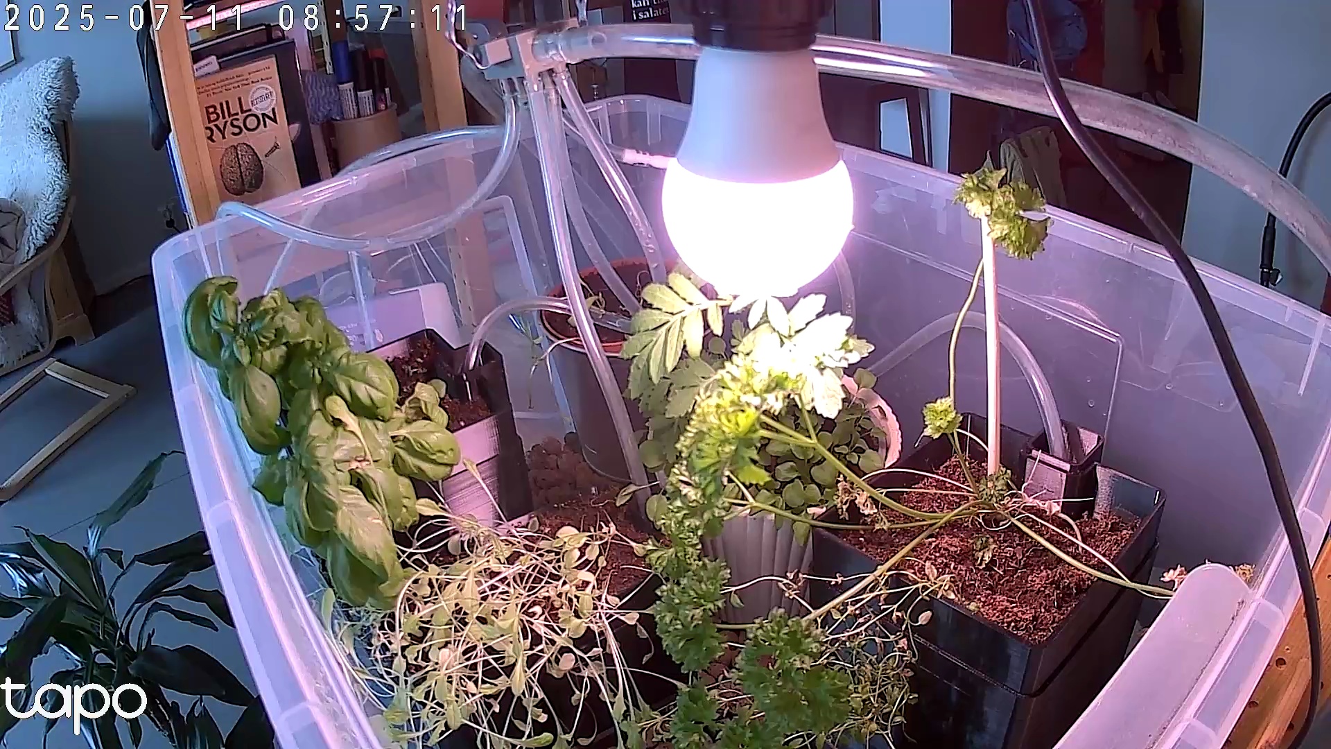 Timelapse image