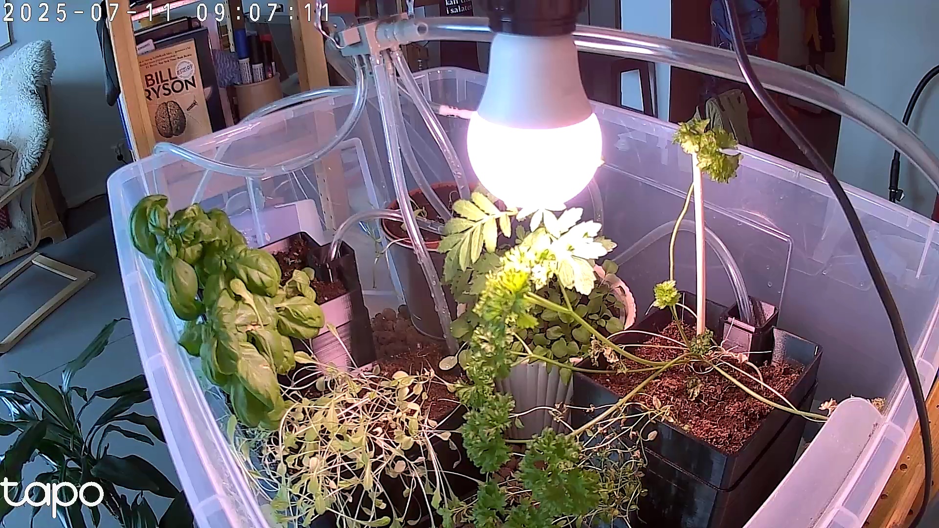 Timelapse image