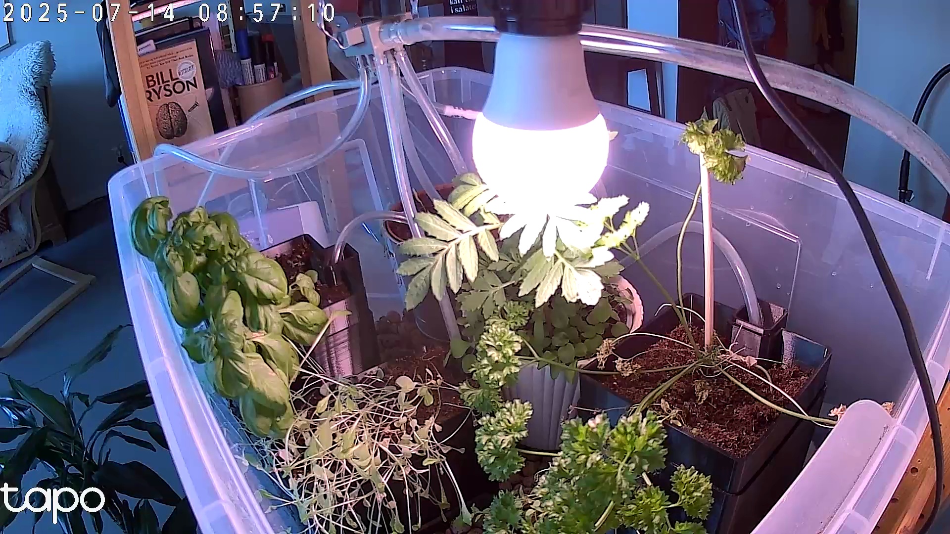 Timelapse image