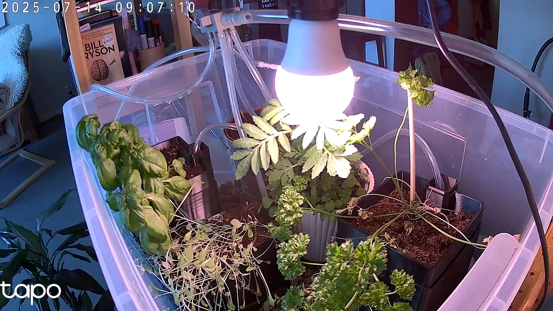 Timelapse image