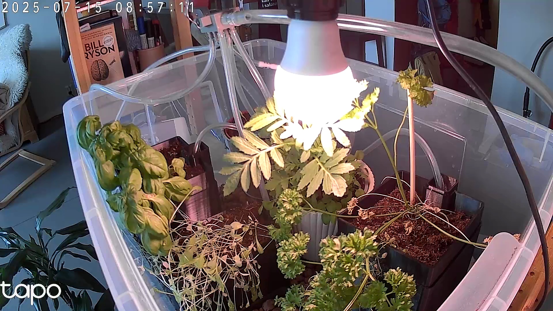 Timelapse image