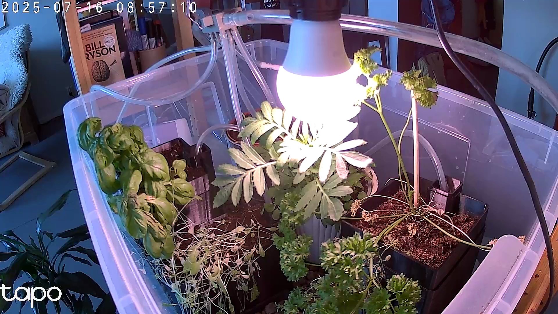 Timelapse image