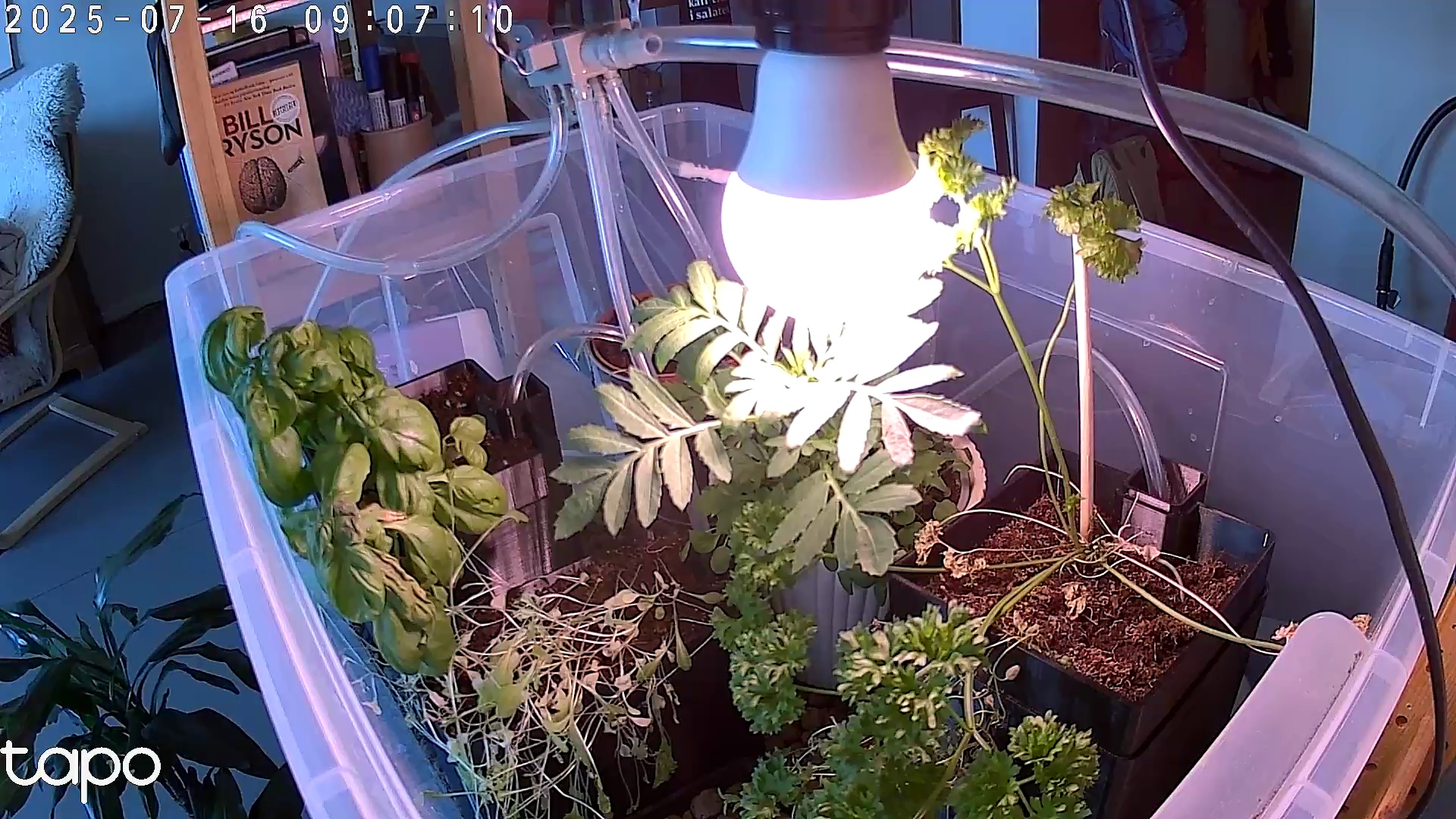 Timelapse image