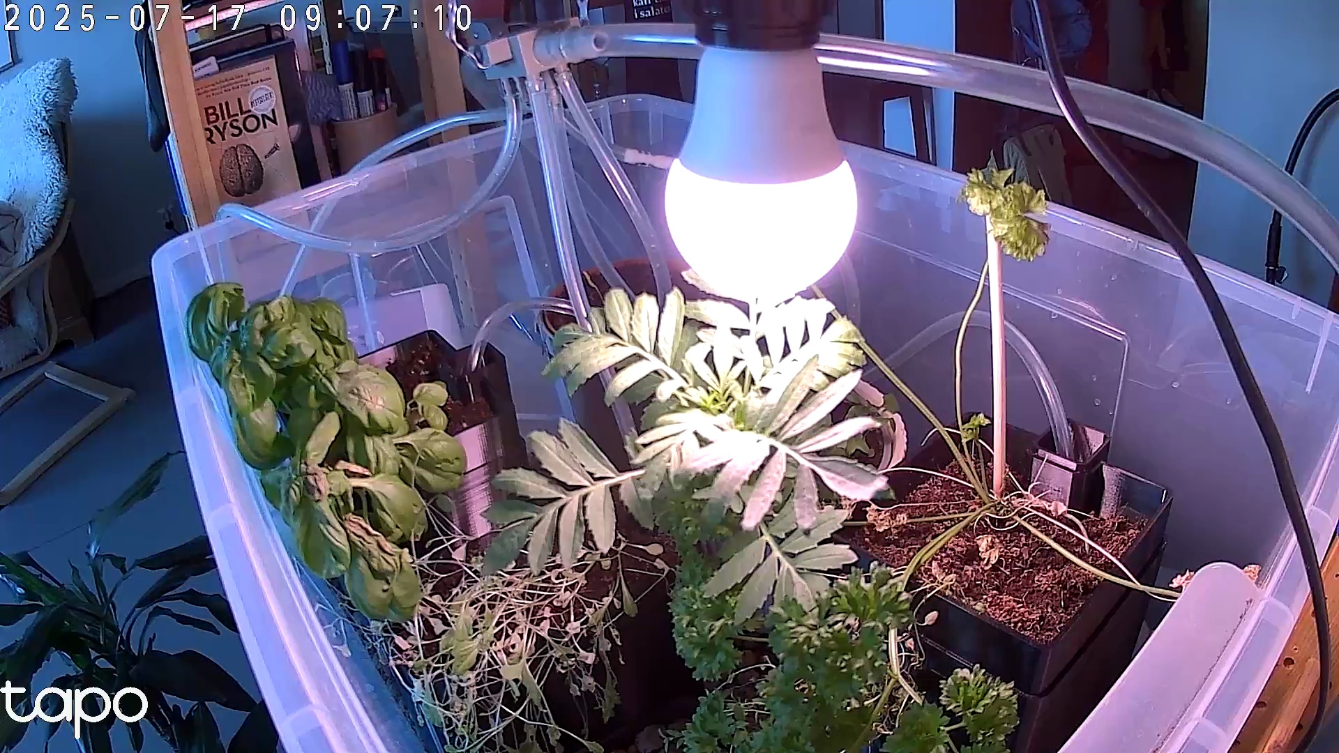 Timelapse image