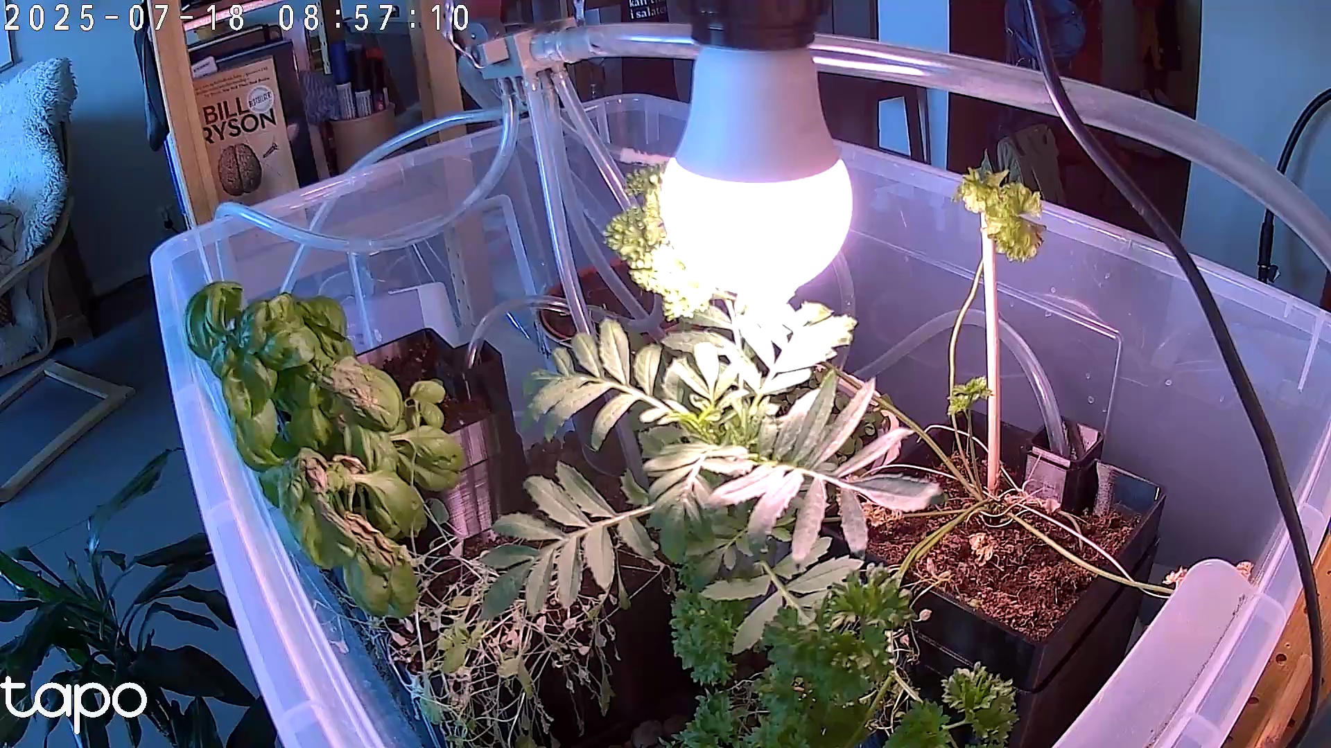 Timelapse image