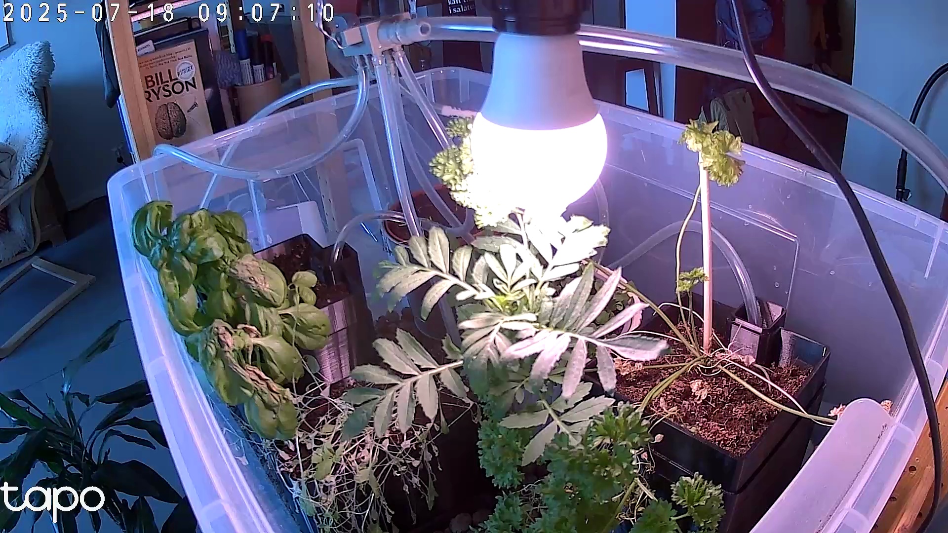 Timelapse image