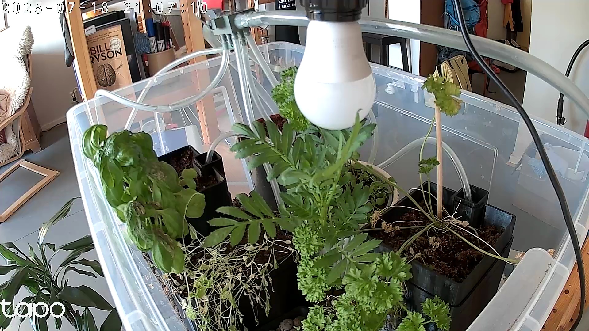 Timelapse image