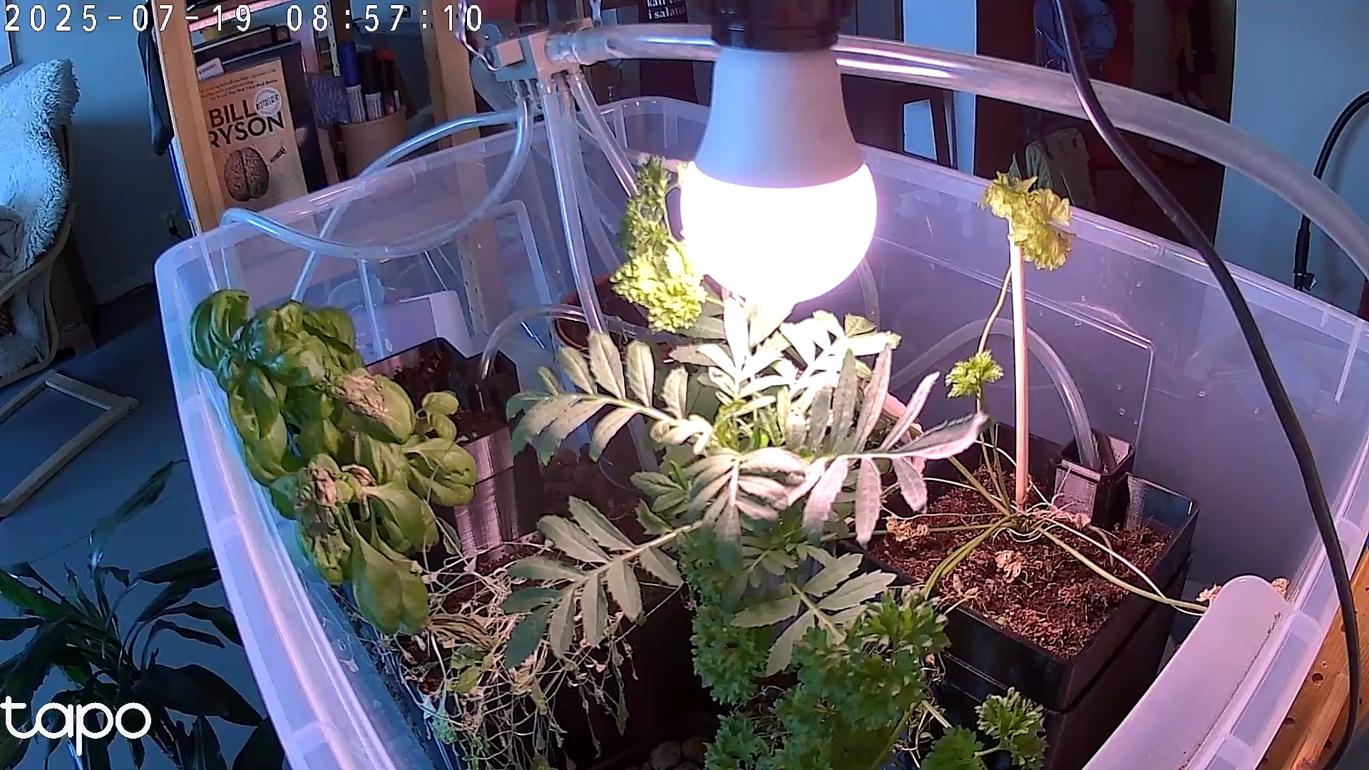 Timelapse image